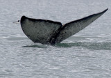 Grey Whale (Grval) - P7023566.jpg