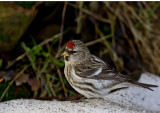 Common Redpoll (Grsiska) Acanthis flammea - CP4P9777.jpg