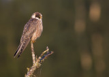 Red-footed Falcon (Aftonfalk) Falco vespertinus - IMG_5410.jpg