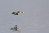 Common Kingfisher ( Kungsfiskare ) Alcedo atthis  - CP4P0491.jpg