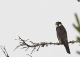 Eurasian Hobby ( Lrkfalk ) Falco subbuteo - CP4P0641.jpg