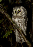 Tengmalms Owl ( Prluggla ) Aegolius funereus - IMG_5547.jpg