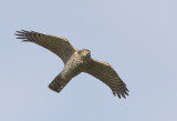 Sparrowhawk ( Sparvhk ) Accipiter nisus - CP4P0949.jpg