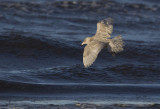 Glaucous Gull ( Vittrut ) Larus hyperboreus - CP4P1597.jpg