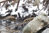 Jack Snipe ( Dvrgbeckasin ) Lymnocryptes minimus - CP4P2650.jpg