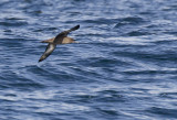 Balearic Shearwater ( Balearlira ) Puffinus mauretanicus  - CP4P9559.jpg