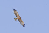 Bonellis Eagle ( Hkrn ) Aquila fasciata - CP4P8648.jpg