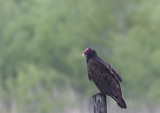 Turkey Vulture ( Kalkongam ) Cathartes aura - CP4P1090.jpg