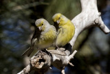 Atlantic Canary ( Kanariefgel ) Serinus canaria - GS1A5171.jpg