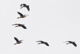 Fulvous Whistling-Duck ( Brun visseland ) Dendrocygna bicolor - CP4P4712.jpg