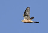 Common Kestrel ( Tornfalk ) Falco tinnunculus canariensis - GS1A5291.jpg