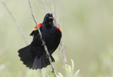 Red-winged Blackbird - CP4P5930.jpg