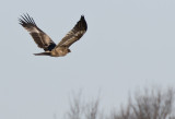 Steppe Eagle ( Stpprn ) Aquila nipalensis - GS1A6203.jpg