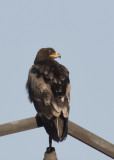 Steppe Eagle ( Stpprn ) Aquila nipalensis - GS1A6154.jpg