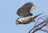 Northern Hawk-Owl ( Hkuggla ) Surnia ulula - GS1A6230.jpg