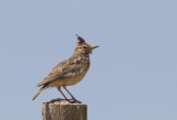 Crested Lark ( Tofslrka ) Galerida cristata - CP4P7580.jpg