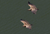 Griffon Vulture ( Gsgam ) Gyps fulvus - CP4P7704.jpg