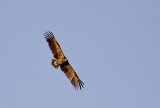 Cinereous Vulture ( Grgam )Aegypius monachus -  CP4P7918.jpg