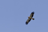 Bonellis Eagle ( Hkrn ) Aquila fasciata - CP4P8133.jpg