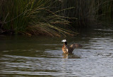 White-headed Duck ( Kopparand ) Oxyura leucocephala - CP4P8387.jpg