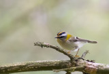 Firecrest ( Brandkronad kungsfgel ) Regulus ignicapilla - GS1A4132.jpg