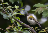 Madeira Firecrest ( Madeirakungsfågel ) Regulus madeirensis - GS1A4227.jpg