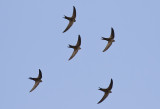 Plain Swift ( Enfrgad seglare ) Apus unicolor - GS1A4603.jpg