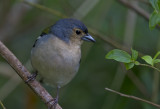 Madeiran Chaffinch ( Bofink ) Fringilla coelebs maderensis - GS1A4799.jpg