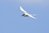 Roseate Tern ( Rosentrna ) Sterna dougallii - GS1A4915.jpg