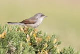 Spectacled Warbler ( Glasögonsångare ) Sylvia conspicillata orbitalis - GS1A7072.jpg