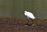 Little Egret ( Silkeshger ) Egretta garzetta - GS1A7124.jpg