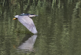 Black-crowned Night Heron ( Natthger ) Nycticorax nycticorax - GS1A7152.jpg