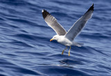 Atlantic Gull ( Medelhavstrut ) Larus michaellis atlantis - GS1A7430.jpg