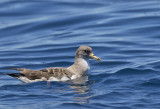 Cory´s Shearwater ( Gulnäbbad lira ) Calonectris borealis - GS1A5026.jpg