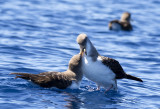 Cory´s Shearwater ( Gulnäbbad lira ) Calonectris borealis - GS1A5306.jpg