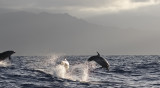 Common Bottlenose dolphin ( Flasknosdelfin )Turnips truncates - GS1A8699.jpg