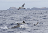 Pelagic tour - GS1A8395.jpg