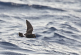Band-Rumped Storm Petrel ( Oceanlöpare ) Oceanodroma castro - GS1A8264.jpg