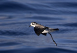 White-faced Storm Petrel ( Fregattstormsvala ) Pelagodroma marina hypoleuca - GS1A8029.jpg