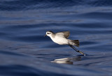 White-faced Storm Petrel ( Fregattstormsvala ) Pelagodroma marina hypoleuca -  GS1A8027.jpg