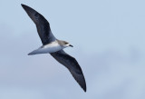 Zino´s Petrel ( Madeirapetrell ) Pterodroma madeira - GS1A7311.jpg