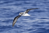 Zino´s Petrel ( Madeirapetrell ) Pterodroma madeira - GS1A8480.jpg