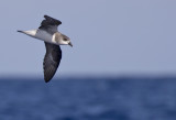 Desertas Petrel ( Desertaspetrell ) Pterodroma deserta - GS1A8544.jpg