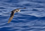 Desertas Petrel ( Desertaspetrell ) Pterodroma deserta - GS1A8548.jpg