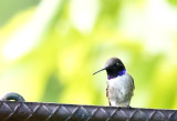 Black-chinned Hummingbird - GS1A8501.jpg
