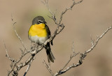 Yellow-breasted Chat - GS1A0378.jpg