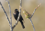 Brown-headed Cowbird - GS1A0431.jpg