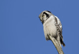 Northern Hawk Owl ( Hkuggla ) Surnia ulula - GS1A5163.jpg