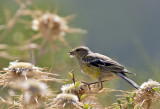 Corsican Finch ( Korsikasiska ) Carduelis corsicana - GS1A9798.jpg