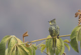 Striated Bulbul CP4P6391.jpg